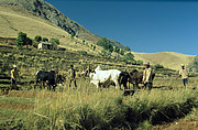 Zebu Rinder auf dem Feld