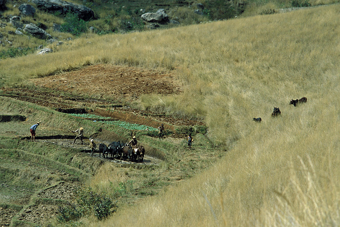 Zebu Rinder auf dem Feld