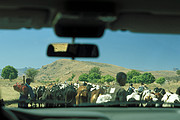 Zebu Rinder auf der Strasse