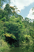 Regenwald im Perinet Reservat