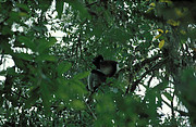 Lemur im Perinet Reservat