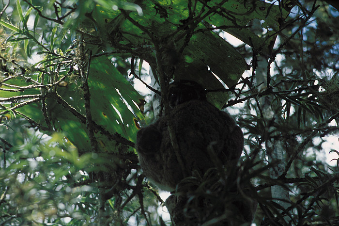 Lemur im Perinet Reservat