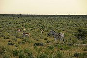 Zebra und Springböcke