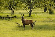 Kudu