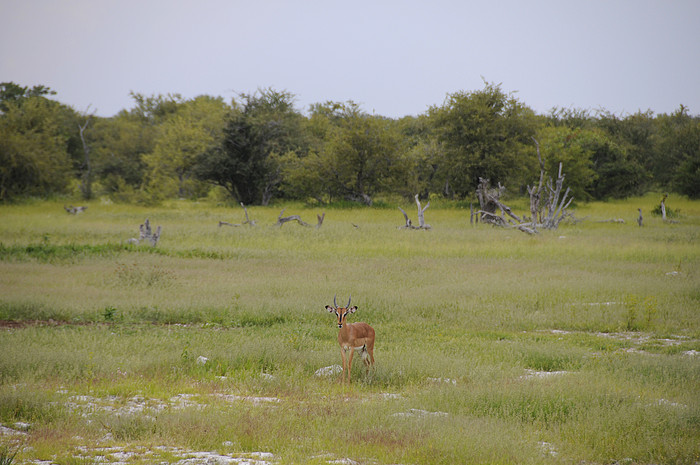 Impala