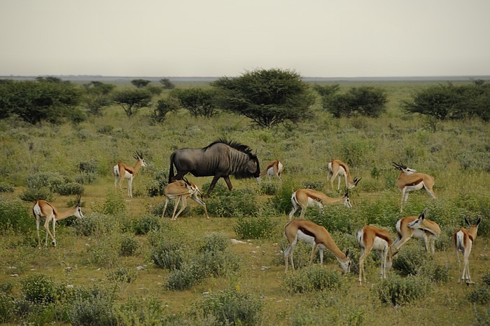 Gnu und Springbock