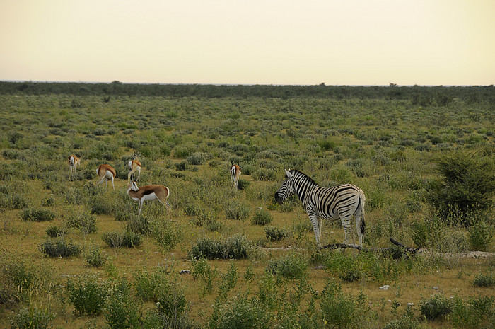 Zebra und Springbcke