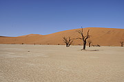 Dead Vlei