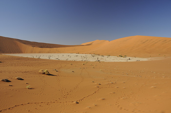 Dead Vlei