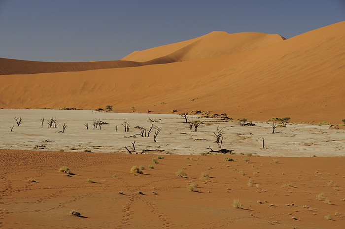 Dead Vlei