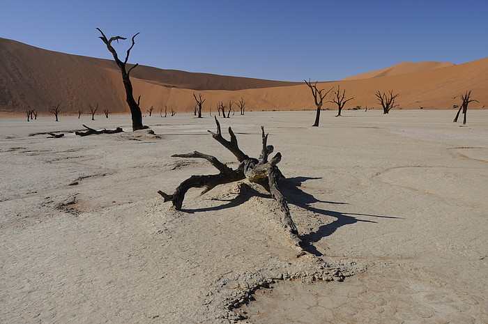 Dead Vlei