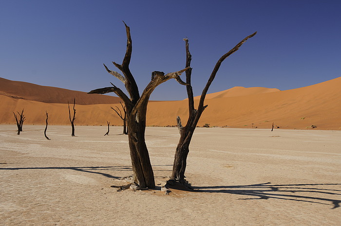 Dead Vlei