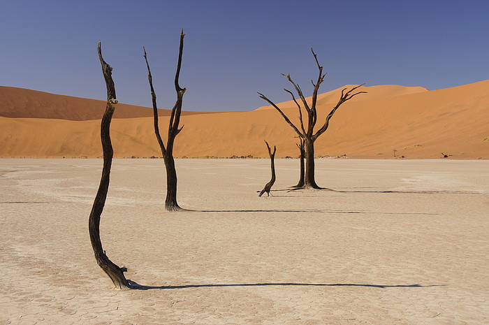 Dead Vlei