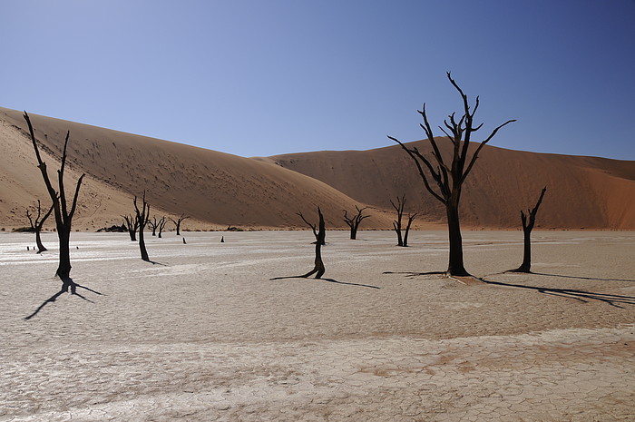 Dead Vlei