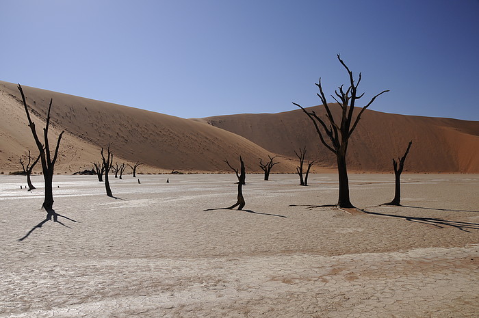 Dead Vlei