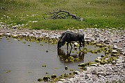 Etosha