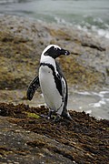 Pinguin on Boulder Beach