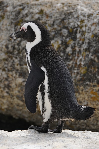 Pinguin on Boulder Beach