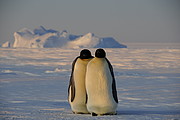 Pinguine