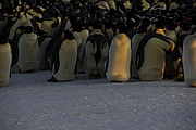 Kaiser-Pinguine brüten Eier aus