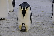 Pinguin mit Jungem