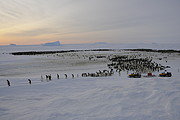 Kaiser-Pinguin Kolonie