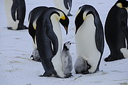 Pinguine mit Jungen