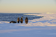 Pinguine an der Meereiskante