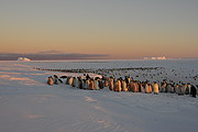 Kaiser-Pinguin Kolonie