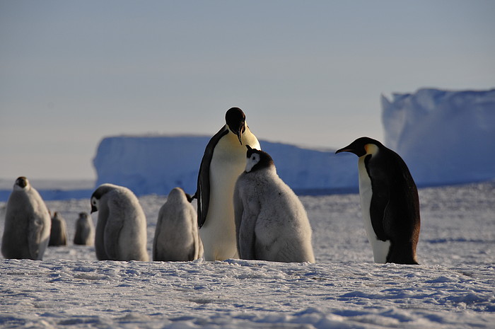 Junge Pinguine