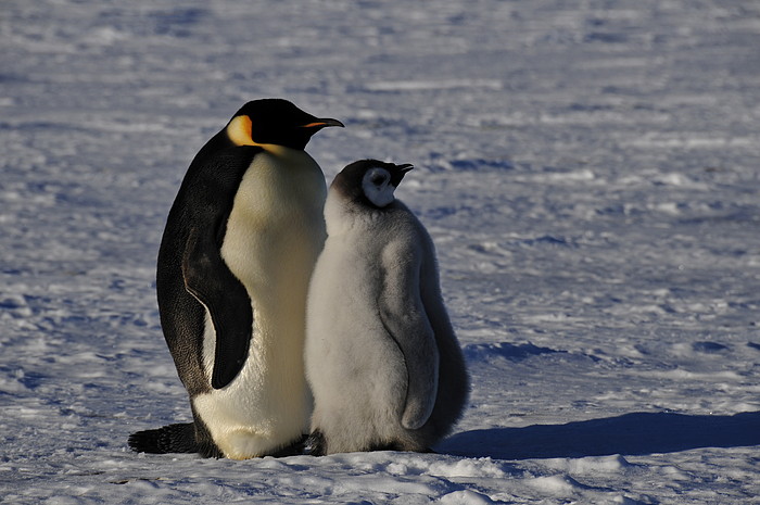 Pinguin mit Jungem