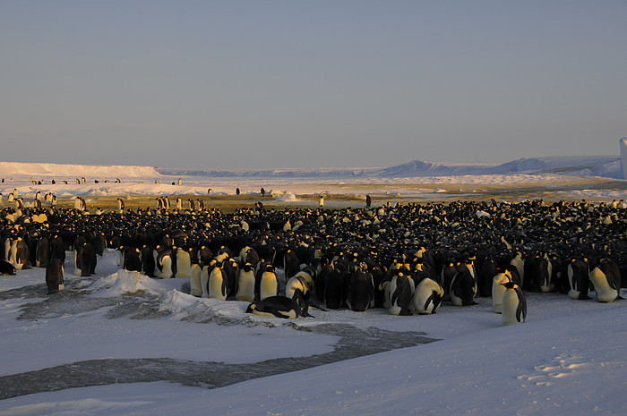 Kaiser-Pinguin Kolonie