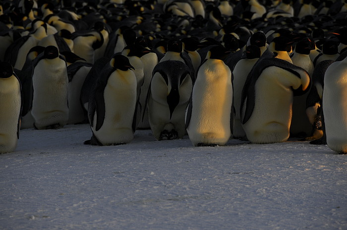 Kaiser-Pinguine brten Eier aus