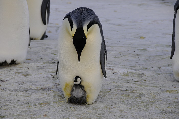 Pinguin mit Jungem