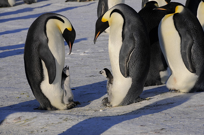 Pinguine mit Jungen