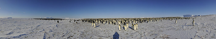 Kaiser-Pinguin Kolonie