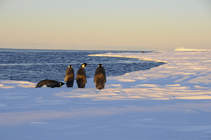 Pinguine an der Meereiskante