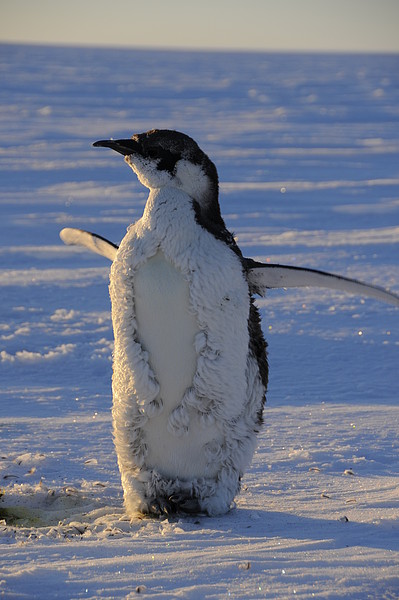 Jungpinguin whrend der Mauser