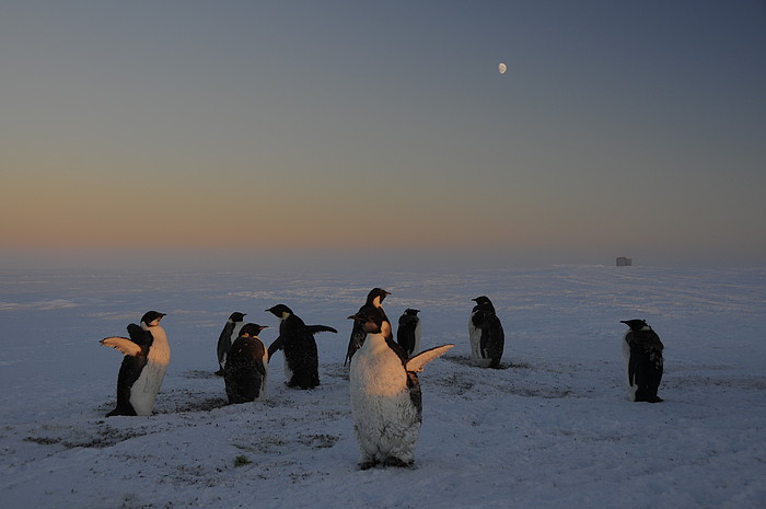 Pinguine in der Dmmerung