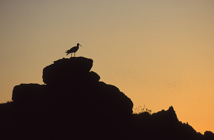 Ibis