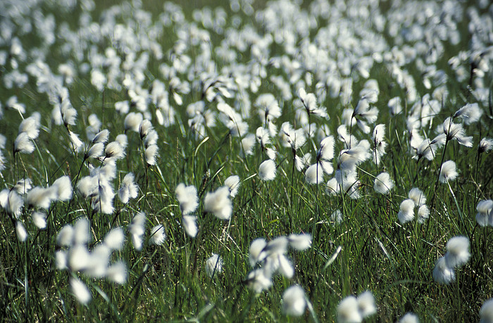 Blumenwiese