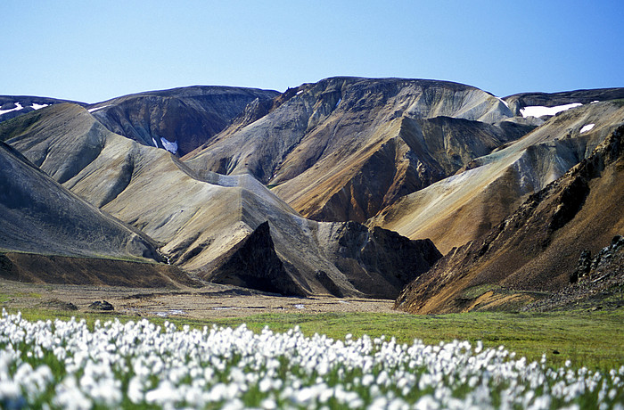 Blumenwiese und Lavafeld