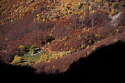 Wald im Herbst