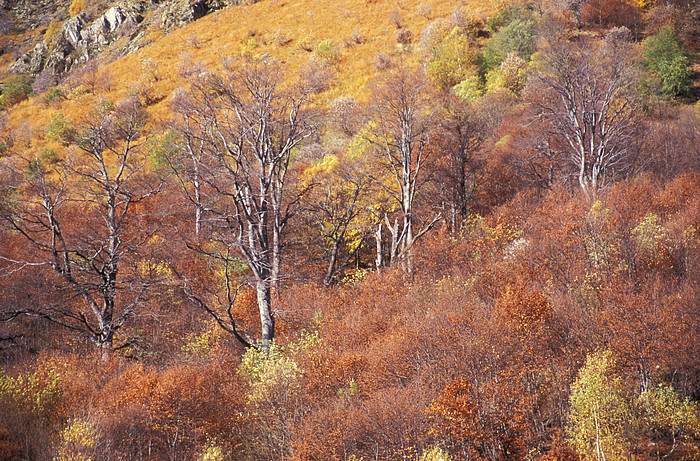 Wald im Herbst