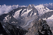 Nesthorn