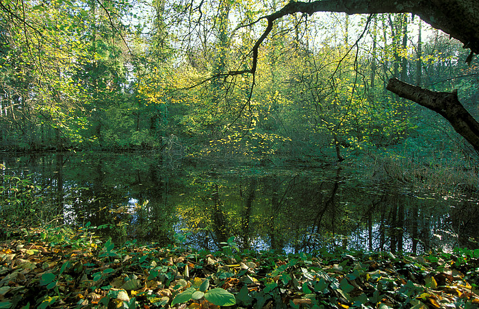 Tobelweiher