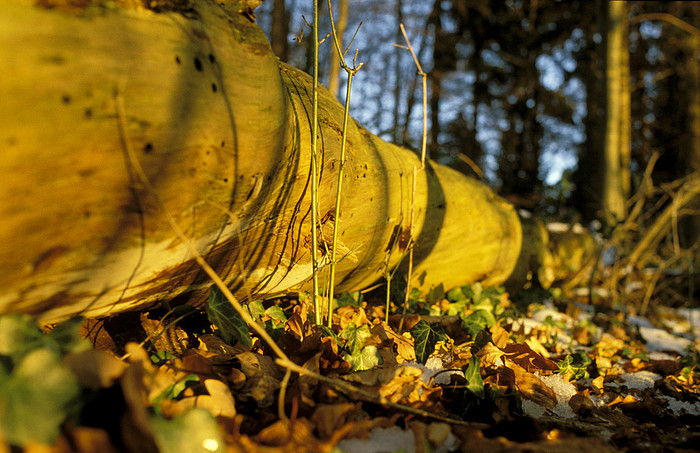 Waldboden