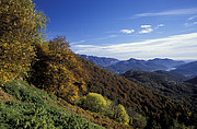 Herbstwald im Malcantone