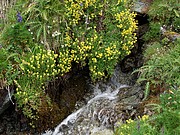 Blumen im Val de Nendaz