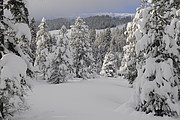 Wald Winterstimmung